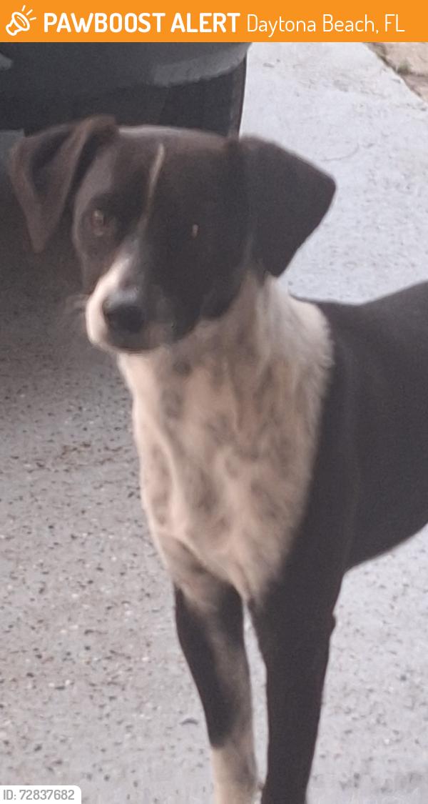 Found/Stray Male Dog last seen Lewis dr daytona beach fl, Daytona Beach, FL 32117