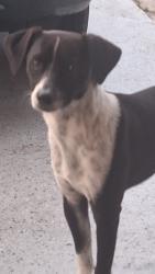 Found/Stray Male Dog last seen Lewis dr daytona beach fl, Daytona Beach, FL 32117