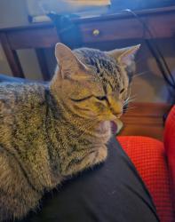 Lost Female Cat last seen Oak Forest Loop, Maumelle, AR 72113