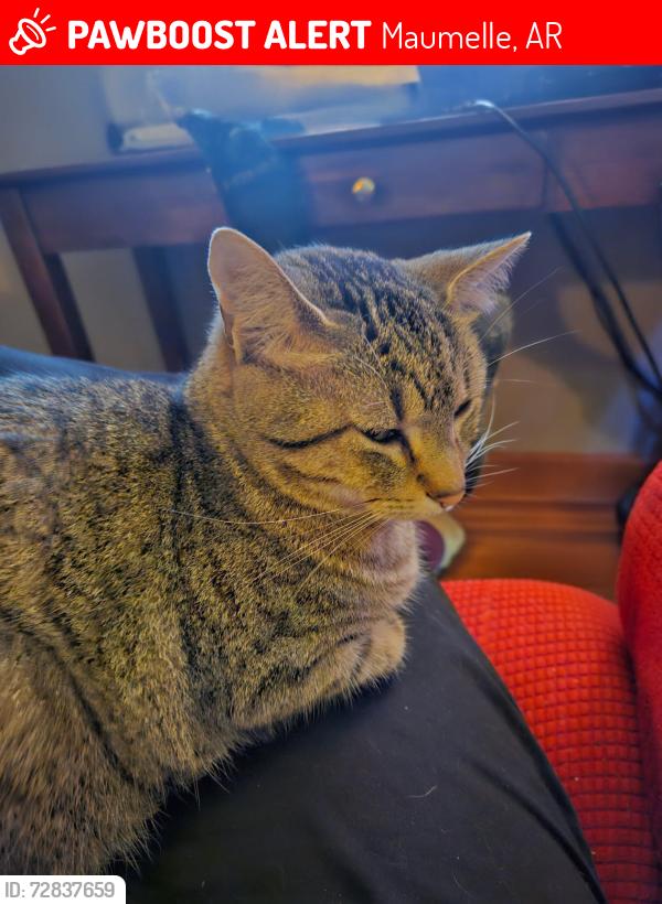 Lost Female Cat last seen Oak Forest Loop, Maumelle, AR 72113