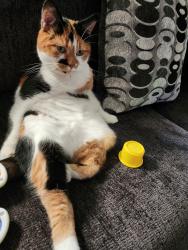 Lost Female Cat last seen Ralston Cove Park, Arvada, CO 80004