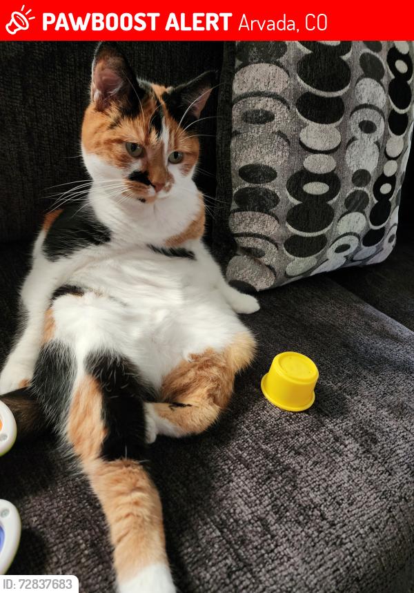 Lost Female Cat last seen Ralston Cove Park, Arvada, CO 80004