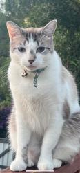 Lost Male Cat last seen Kamala Court bonogin, Bonogin, QLD 4213