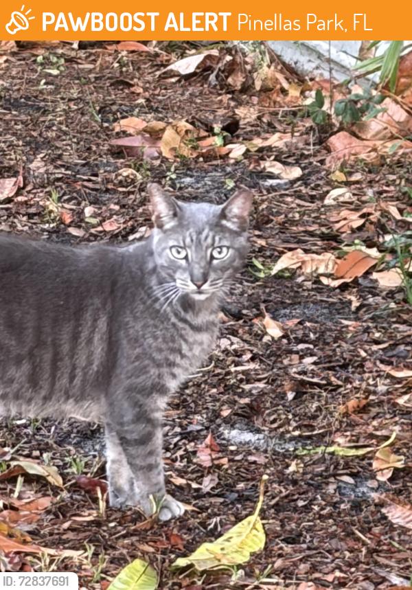 Found/Stray Female Cat last seen 82nd Ave and 60th ST N, Pinellas Park, FL 33781