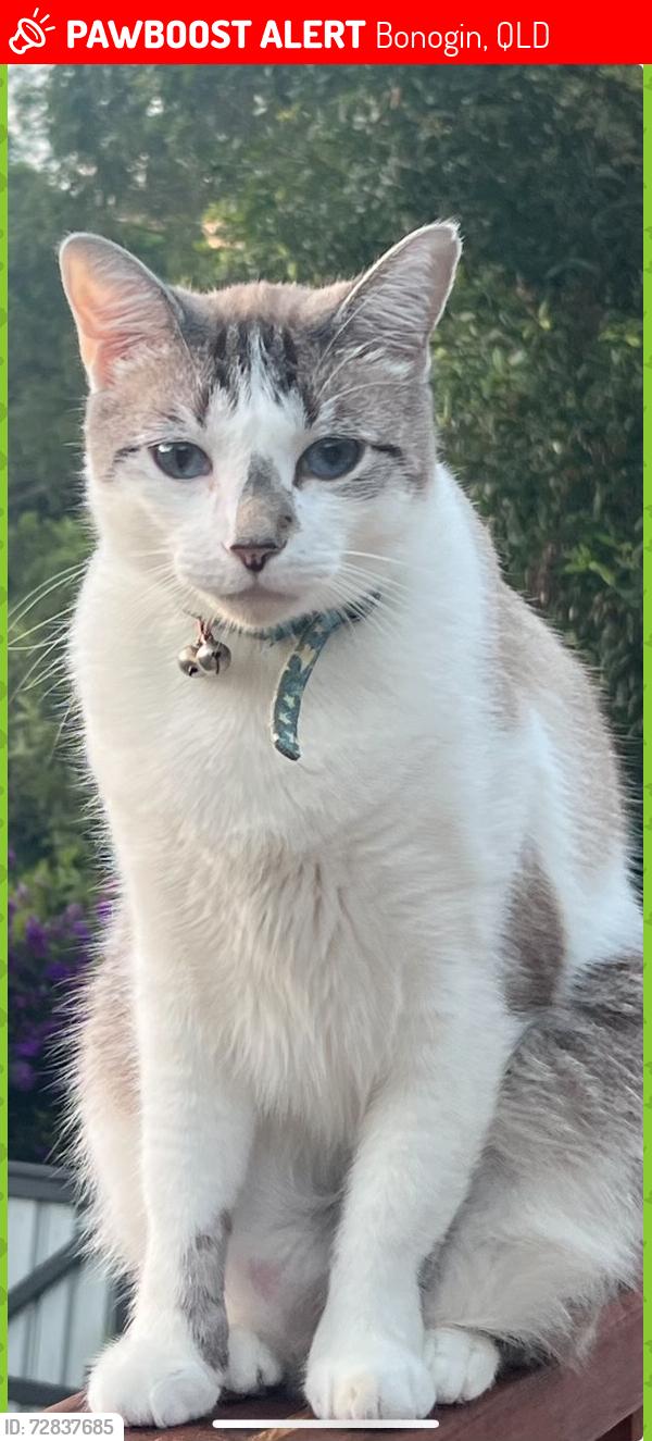 Lost Male Cat last seen Kamala Court bonogin, Bonogin, QLD 4213