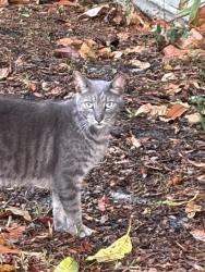 Found/Stray Female Cat last seen 82nd Ave and 60th ST N, Pinellas Park, FL 33781