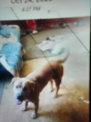 Lost Male Dog last seen Pineybranch rd eastover, Eastover, SC 29044