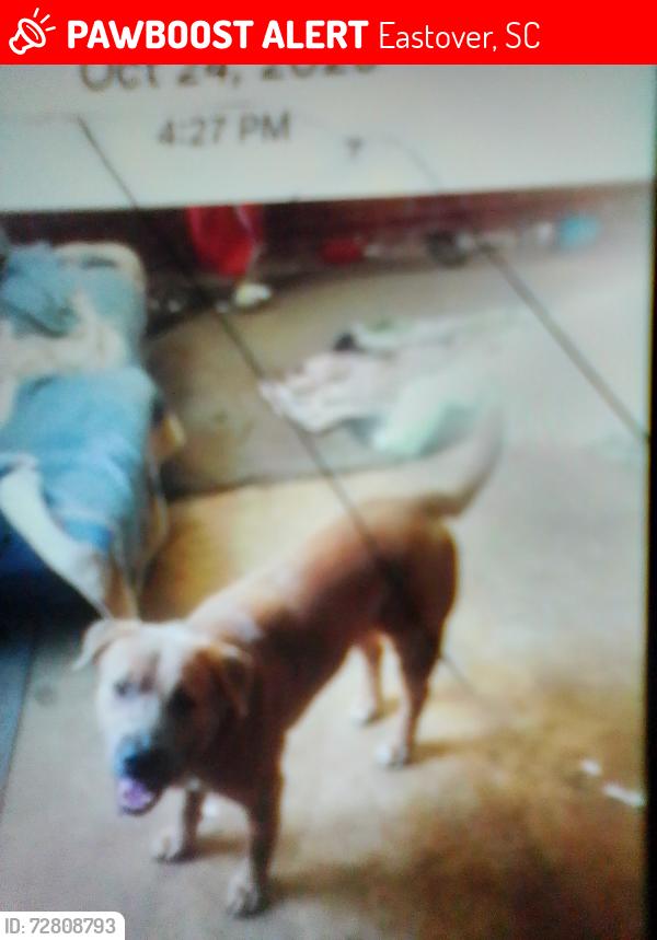 Lost Male Dog last seen Pineybranch rd eastover, Eastover, SC 29044
