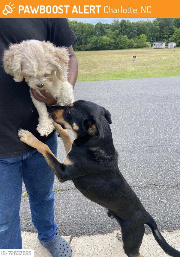 Found/Stray Male Dog last seen Steele Creek, Charlotte, NC 28273