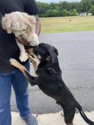 Found/Stray Male Dog last seen Steele Creek, Charlotte, NC 28273