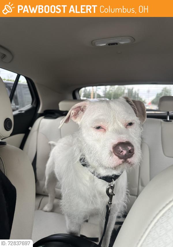 Found/Stray Male Dog last seen Valley Forge Elementary School, Columbus, OH 43229