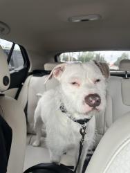 Found/Stray Male Dog last seen Valley Forge Elementary School, Columbus, OH 43229
