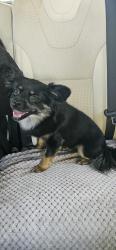 Found/Stray Female Dog last seen Intersection at Garden Grove Boulevard and 9th street near smoke queen, Garden Grove, CA 92843