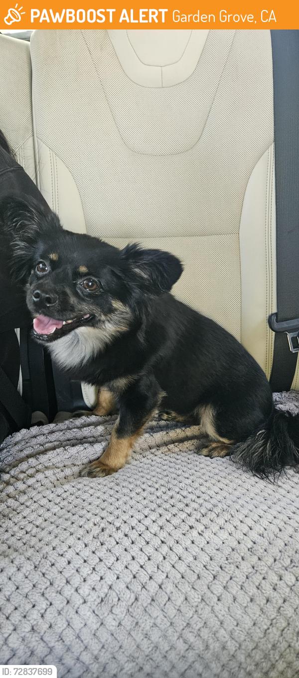 Found/Stray Female Dog last seen Intersection at Garden Grove Boulevard and 9th street near smoke queen, Garden Grove, CA 92843