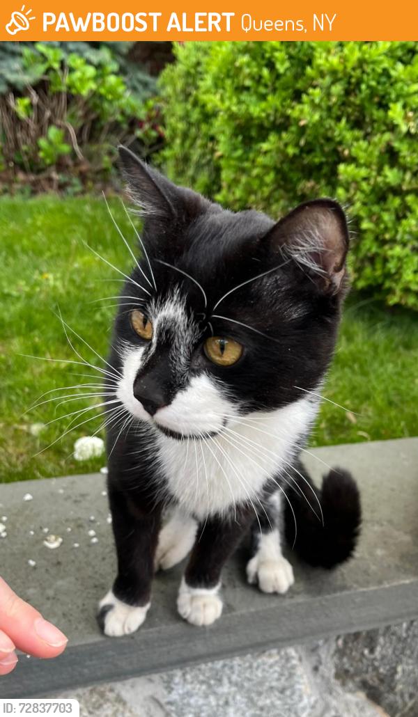 Found/Stray Male Cat last seen Middle Village 78th street (beetween Furmanville Ave & Juniper Velley Road, Queens, NY 11379