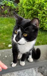 Found/Stray Male Cat last seen Middle Village 78th street (beetween Furmanville Ave & Juniper Velley Road, Queens, NY 11379
