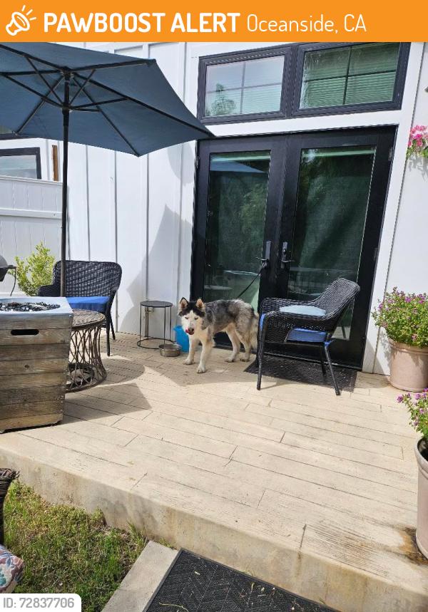 Found/Stray Male Dog last seen Near Guajome lake rd , Oceanside, CA 92057