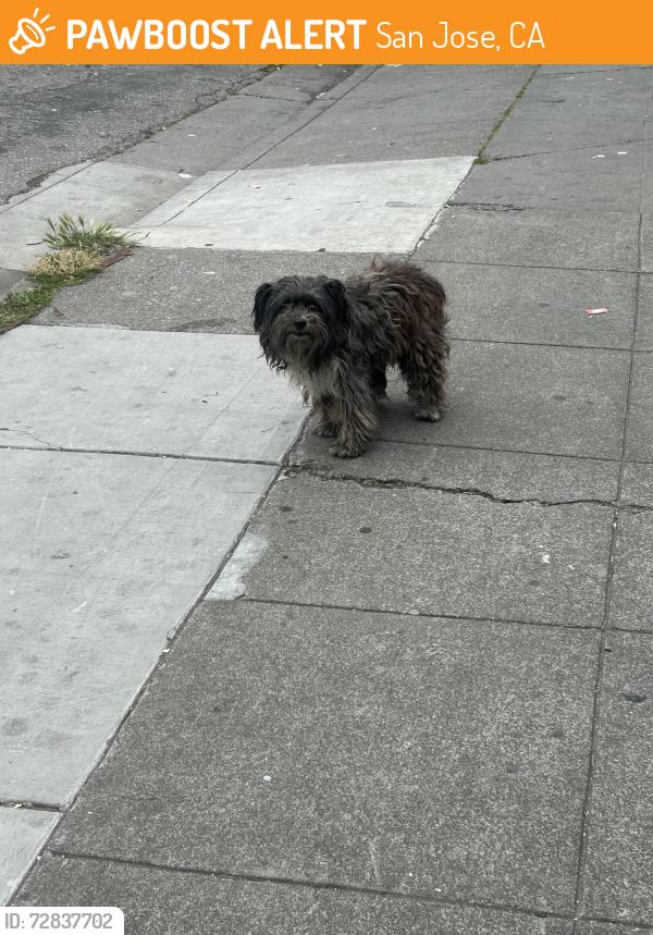 Found/Stray Unknown Dog last seen Arteagas food center, burger bar, San Jose, CA 95110