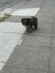 Found/Stray Unknown Dog last seen Arteagas food center, burger bar, San Jose, CA 95110