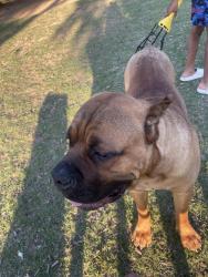 Found/Stray Male Dog last seen Fredmoore park denton, Denton, TX 76205