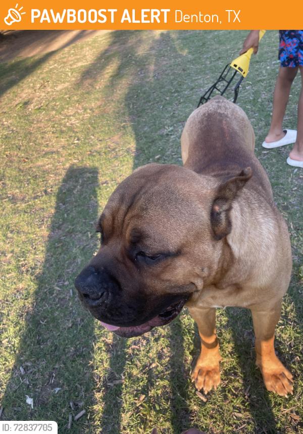 Found/Stray Male Dog last seen Fredmoore park denton, Denton, TX 76205