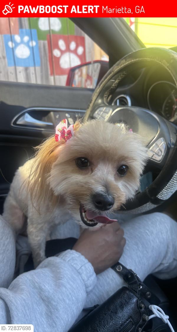 Lost Female Dog last seen Mill hse at East Cobb , Marietta, GA 30067