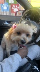 Lost Female Dog last seen Mill hse at East Cobb , Marietta, GA 30067
