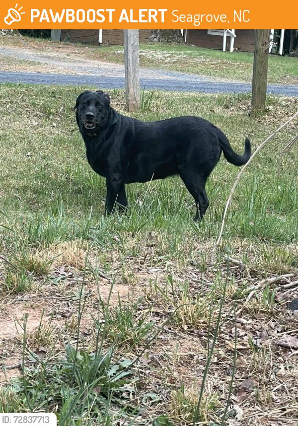 Found/Stray Unknown Dog last seen Ridge Rd Seagrove Nc, Seagrove, NC 27341