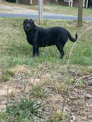 Found/Stray Unknown Dog last seen Ridge Rd Seagrove Nc, Seagrove, NC 27341