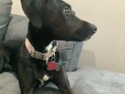 Lost Female Dog last seen 42nd and Prarie , Chicago, IL 60653
