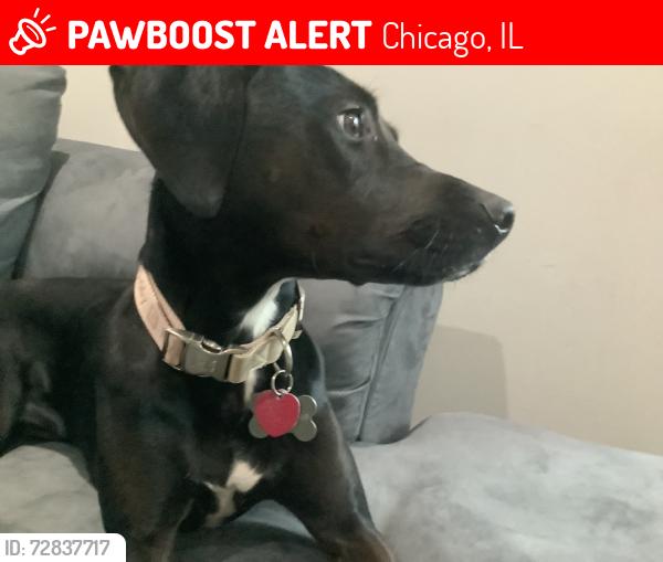 Lost Female Dog last seen 42nd and Prarie , Chicago, IL 60653