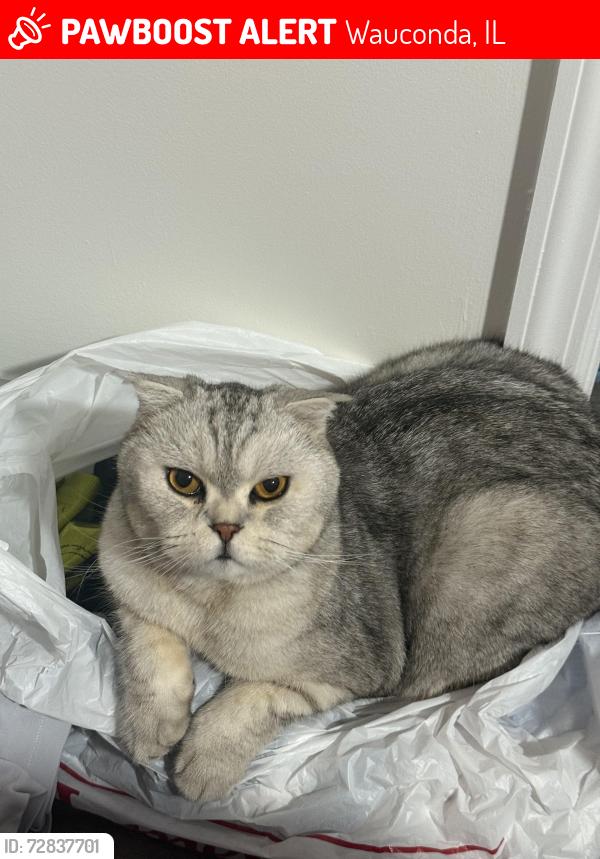 Lost Male Cat last seen Farmhill cir, Indian Ridge trail, Wauconda, Wauconda, IL 60084