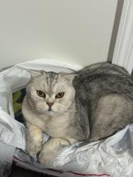 Lost Male Cat last seen Farmhill cir, Indian Ridge trail, Wauconda, Wauconda, IL 60084
