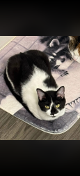 Lost Female Cat last seen Fair acres , Muscatine, IA 52761
