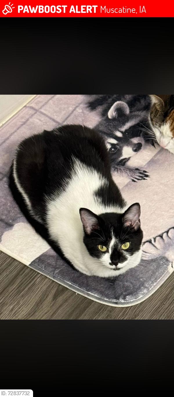 Lost Female Cat last seen Fair acres , Muscatine, IA 52761