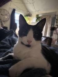 Lost Male Cat last seen Paw Spa, county rd 19, Zimmerman, MN 55398