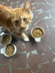 Found/Stray Male Cat last seen Willow rd and S Goodlett st, Memphis, TN 38111