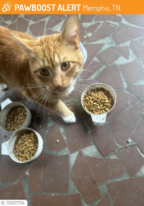 Found/Stray Male Cat last seen Willow rd and S Goodlett st, Memphis, TN 38111
