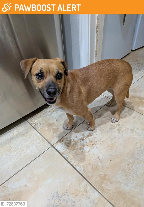 Found/Stray Female Dog last seen Denton Blvd , Fort Walton Beach, FL 32547