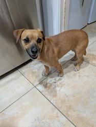 Found/Stray Female Dog last seen Denton Blvd , Fort Walton Beach, FL 32547