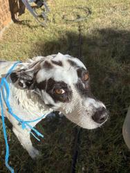 Reunited Female Dog last seen  Clark road and Avenida De Baca, Abilene, TX 79602
