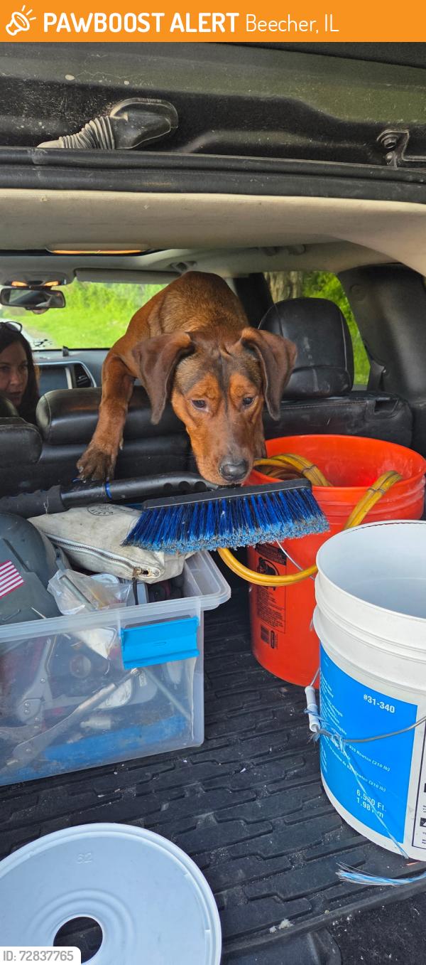 Found/Stray Male Dog last seen Nacke and offner, Beecher, IL 60401