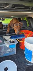 Found/Stray Male Dog last seen Nacke and offner, Beecher, IL 60401