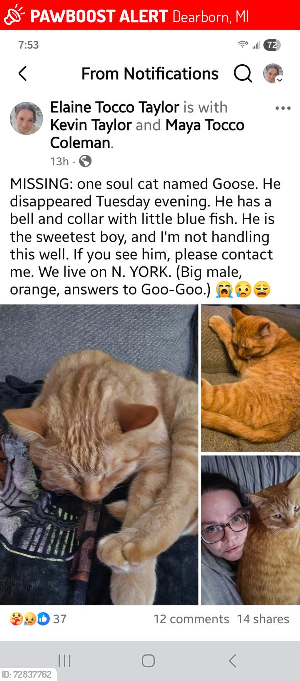 Lost Male Cat last seen Myrtle & Lodge Lane, Dearborn, MI 48128
