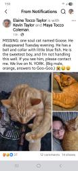 Lost Male Cat last seen Myrtle & Lodge Lane, Dearborn, MI 48128