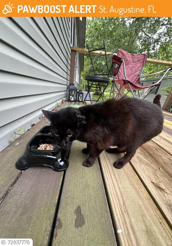 Found/Stray Female Cat last seen Downtown St. Augustine near dumas street , St. Augustine, FL 32084