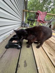 Found/Stray Female Cat last seen Downtown St. Augustine near dumas street , St. Augustine, FL 32084
