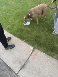 Found/Stray Female Dog last seen Bloomfeild path, Rosemount, MN 55068