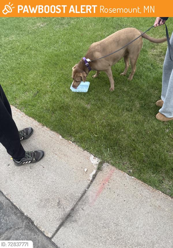 Found/Stray Female Dog last seen Bloomfeild path, Rosemount, MN 55068