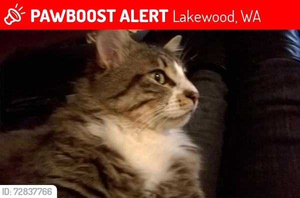 Lost Male Cat last seen Wildaire Road  / Brook Lane, Lakewood, WA 98499